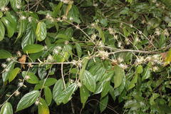 Alangium hexapetalum